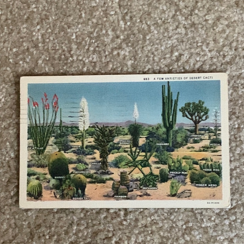 Vintage cactus post card